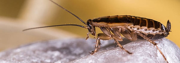 german cockroach