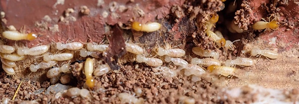 termites